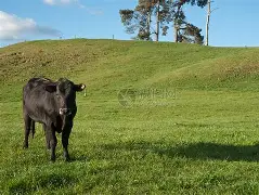 字母哥连办7站大赛球迷热议(字母哥与申京事件后的球迷反应) 字母哥连办7站大赛球迷热议(字母哥与申京事件后的球迷反应)